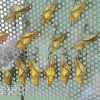 2011.03.24-171.JPG