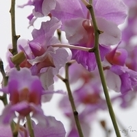 2011.03.26-153.JPG