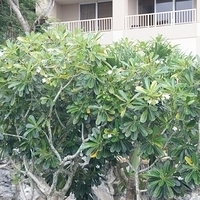 2011.07.31-BBQ-055.JPG