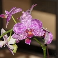 2011.06.03-party-010.JPG