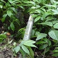 2011.06.10-fieldtrip-011.JPG