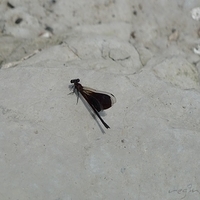 2011.06.10-fieldtrip-027.JPG