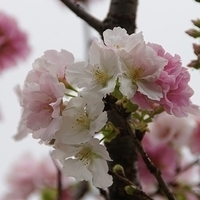 2012.04.03-026.JPG