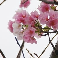 2012.04.03-029.JPG