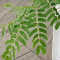 2012.04.06-050.JPG