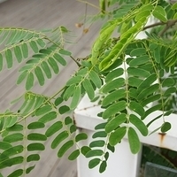2012.04.06-051.JPG