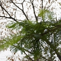 2012.04.06-066.JPG