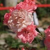 2012.06.15-483.JPG
