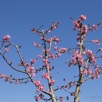 2012.02.12-LG11-012.JPG