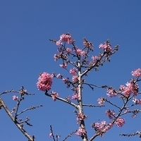 2012.02.12-LG11-017.JPG