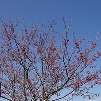 2012.02.12-LG11-029.JPG
