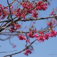2012.02.12-LG11-030.JPG