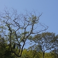 2012.02.12-LG11-048.JPG