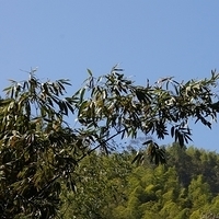2012.02.12-LG11-073.JPG