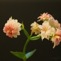 2012.03.10-mdm-097.JPG