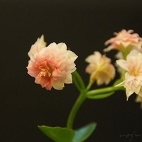 2012.03.10-mdm-098.JPG