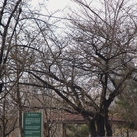2013.04.03-483.JPG