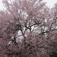 2014.03.30-100.JPG
