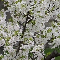 2014.03.30-249.JPG