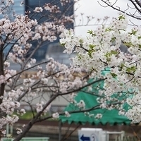 2014.03.30-250.JPG