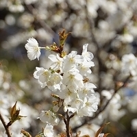 2014.03.31-016.JPG