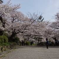 2014.04.01-085.JPG