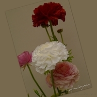 2010.04.27-004.jpg