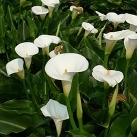 Calla