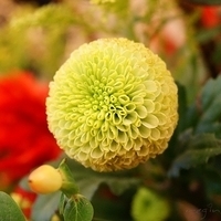 Flower 02-17-2010
