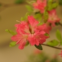 2010.03.05-007.JPG