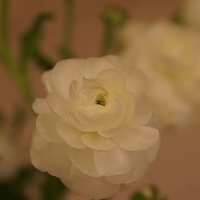 2010.03.05-009.JPG