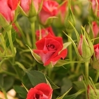 2010.03.05-014.JPG