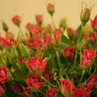 2010.03.05-015.JPG