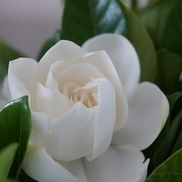 Flower 04-07-2010
