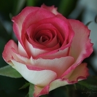 Flower 04-14-2012