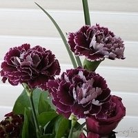 2012.05.12-flower-001.JPG