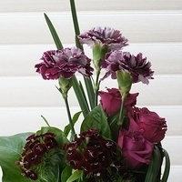 2012.05.12-flower-003.JPG
