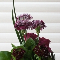 2012.05.12-flower-004.JPG