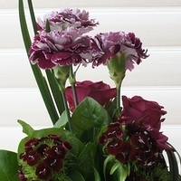 2012.05.12-flower-005.JPG