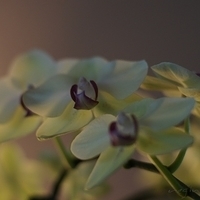 2012.05.12-flower-006.JPG