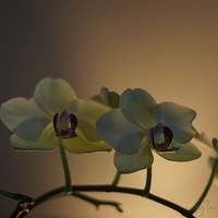 2012.05.12-flower-008.JPG