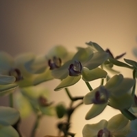 2012.05.12-flower-009.JPG
