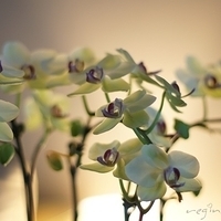 2012.05.12-flower-010.JPG