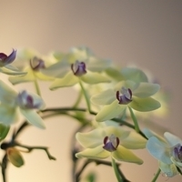 2012.05.12-flower-011.JPG