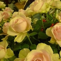 2009.05.17-001.JPG