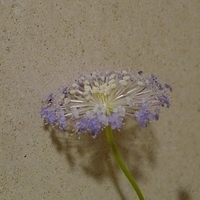 2010.04.09-004.JPG