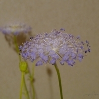 2010.04.09-005.JPG
