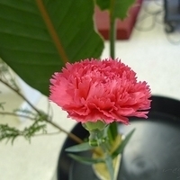 2009.05.05-018.JPG