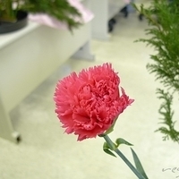 2009.05.05-019.JPG