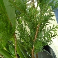 2009.05.05-021.JPG